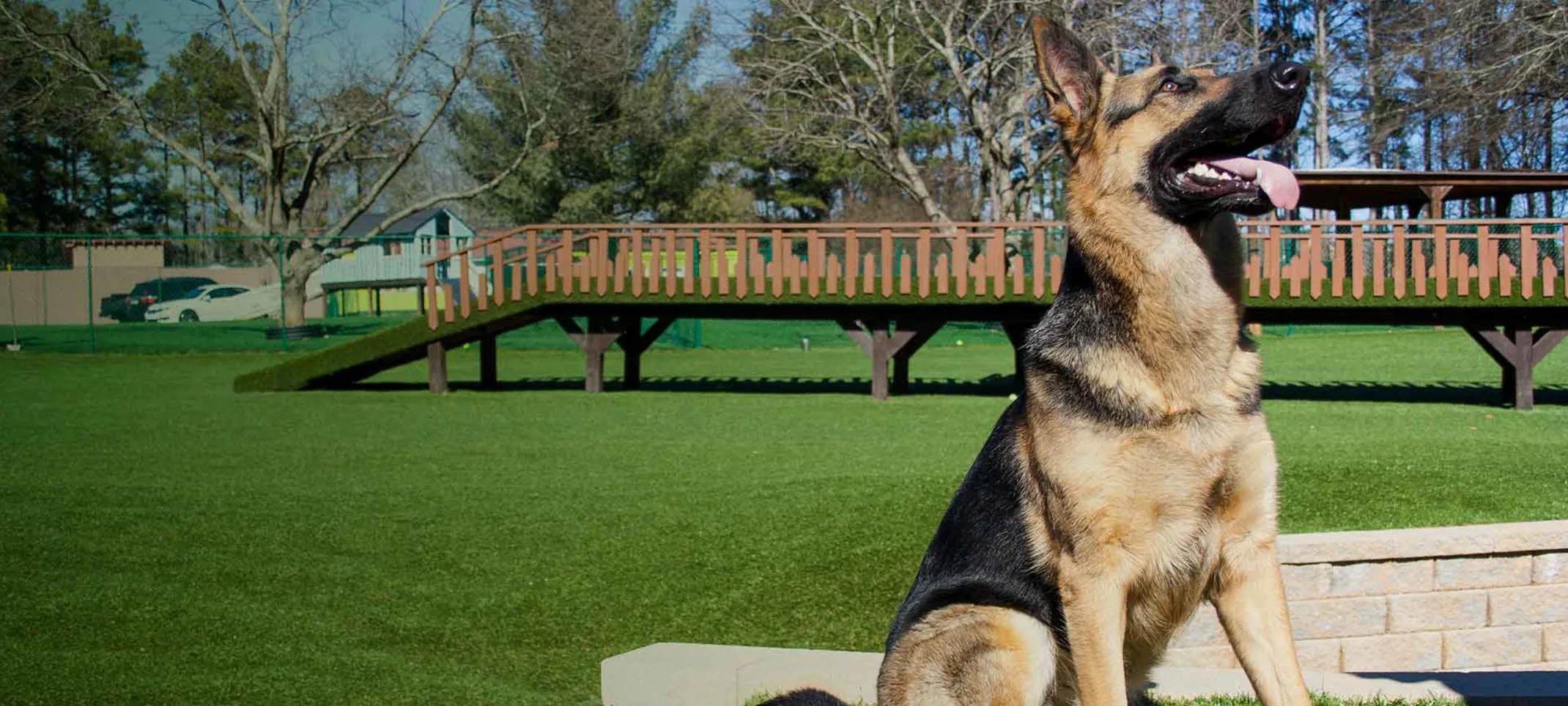 German Shepherd in Play Yard at Pet Lodge Pet Resort